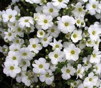 Písečnice horská - Arenaria montana SAZENICE